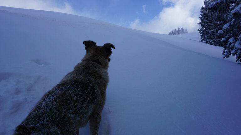 Hund vor tiefer Schneeverwehung an einem Hang, Tannschwärze, Oberösterreich