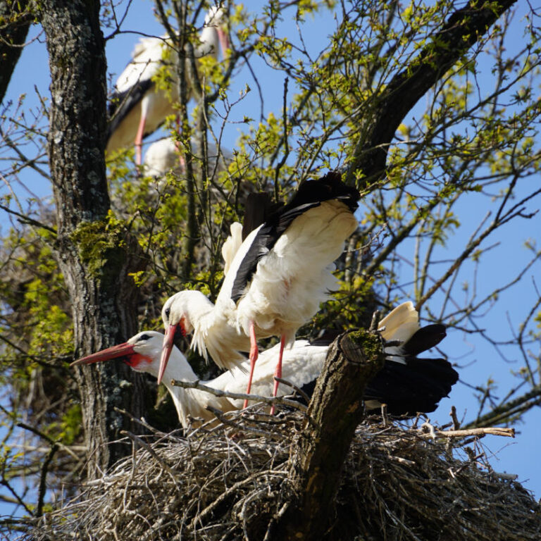 zwei balzende Störche in einem Nest im Baum