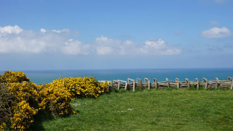 gelb blühende Ginsterbüsche und ein Holzzaun an der Kante einer Steilklippe, im Hintergrund das Meer und ein leicht bewölkter Himmel