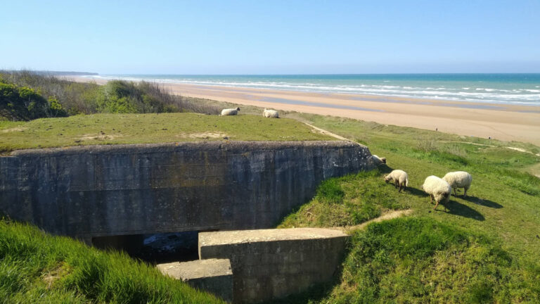 Bunker am langen Sandstrand mit einer Schafherde