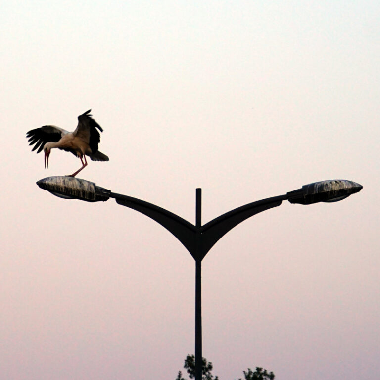 Storch landet auf einer Straßenlaterne in der Abenddämmerung