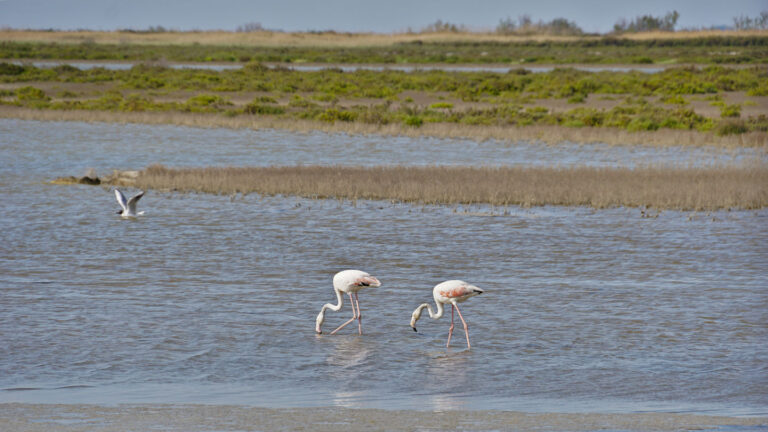 zwei Flamingos die durchs Wasser staksen, Camargue, Frankreich