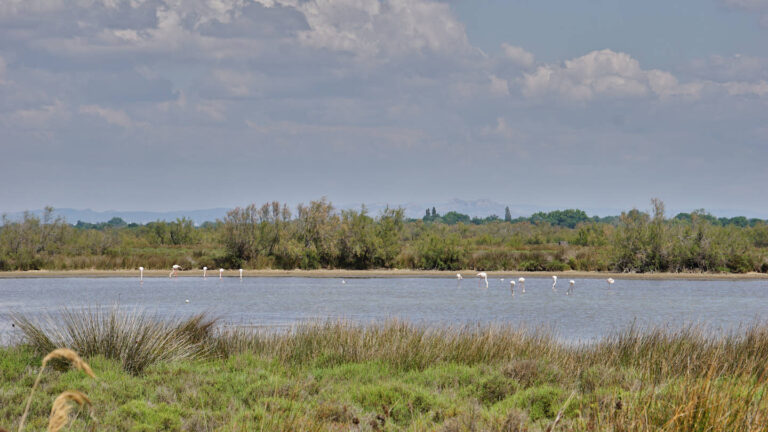 eine Lagune mit einer Flamingo-Kolonie, Camargue, Frankreich