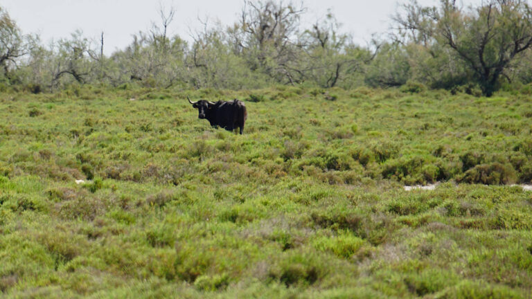 schwarzer Stier in der Sumpflandschaft der Camargue