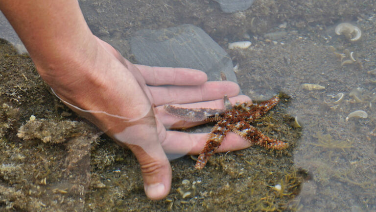 Hand unterwasser, von der ein Seestern zurück auf den Fels krabbelt