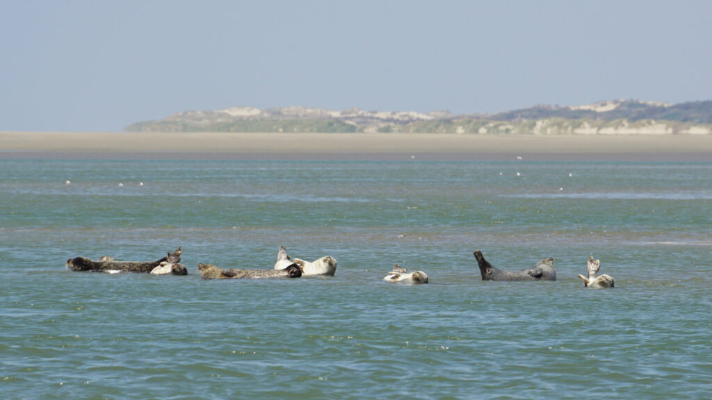 eine Gruppe schlafender Seehunden vor der französischen Küste, auf einer Sandbank bei Le Hourdel, die vom Meerwasser bereits geflutet wird