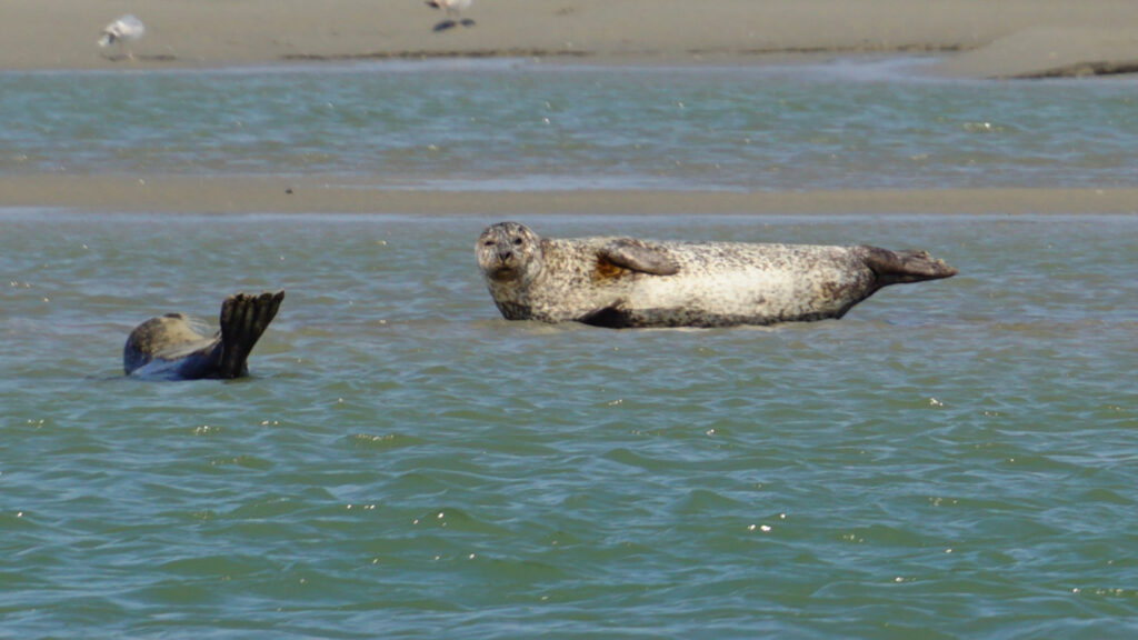 zwei liegende Seehunde auf einer Sandbank vor Le Hourdel, die bereits überflutet ist, ein Seehund mit Blick zur Kamera