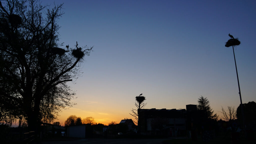 Storchennester in Bäumen und auf Laternen bei Abendstimmung