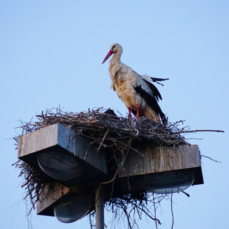 Weißstorch mit Nest auf einer Straßenlaterne