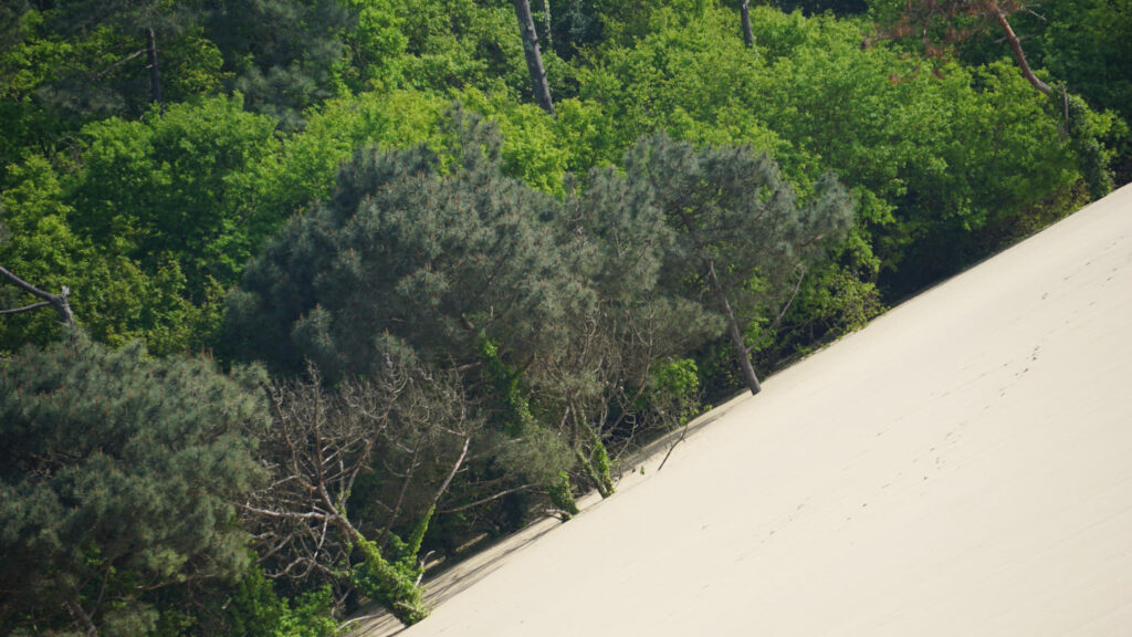 Ausläufer einer Sanddüne, die bis in den Wald hinein reichen