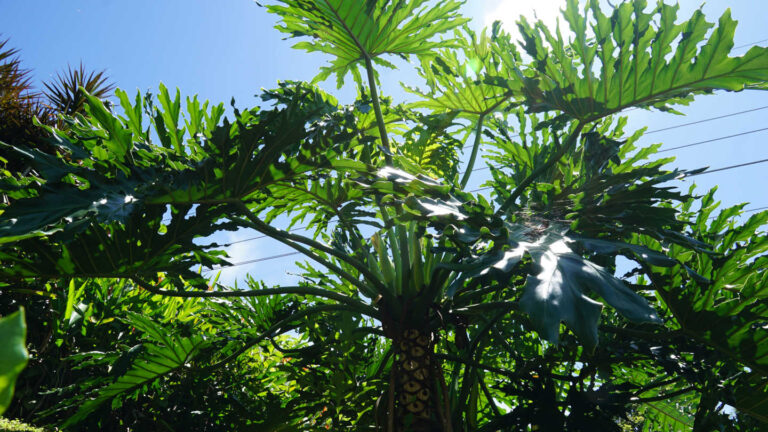 Palme mit riesigen gefiederten Blättern