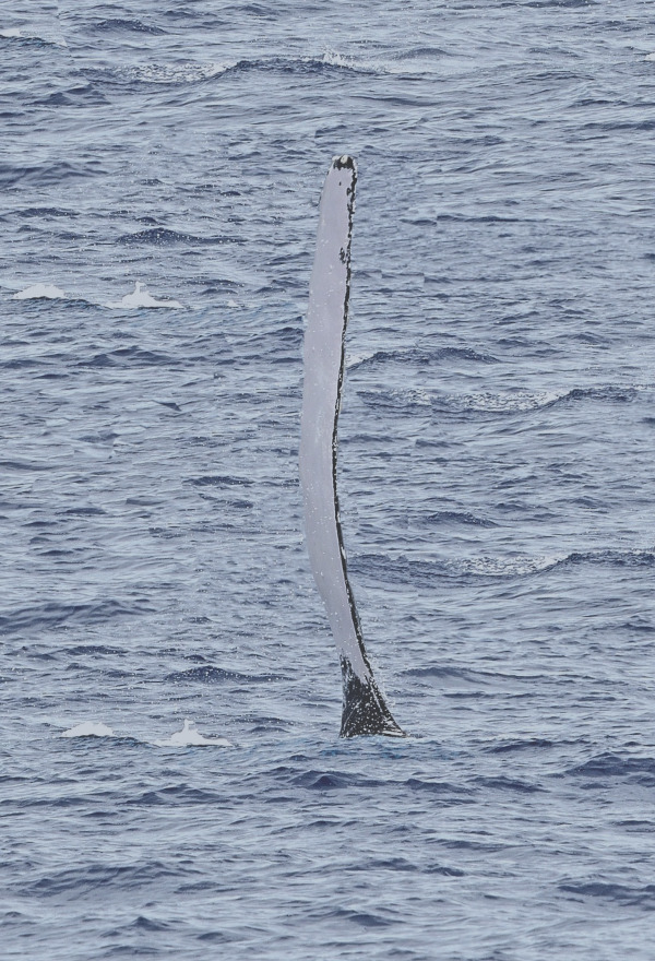 die lange Brustflosse eines Buckelwals ragt aus dem Wasser