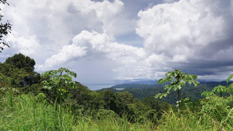 Aussicht von einem Hügel auf grünen Regenwald und eine Meeresbucht über der eine Regenwolke hinweg zieht