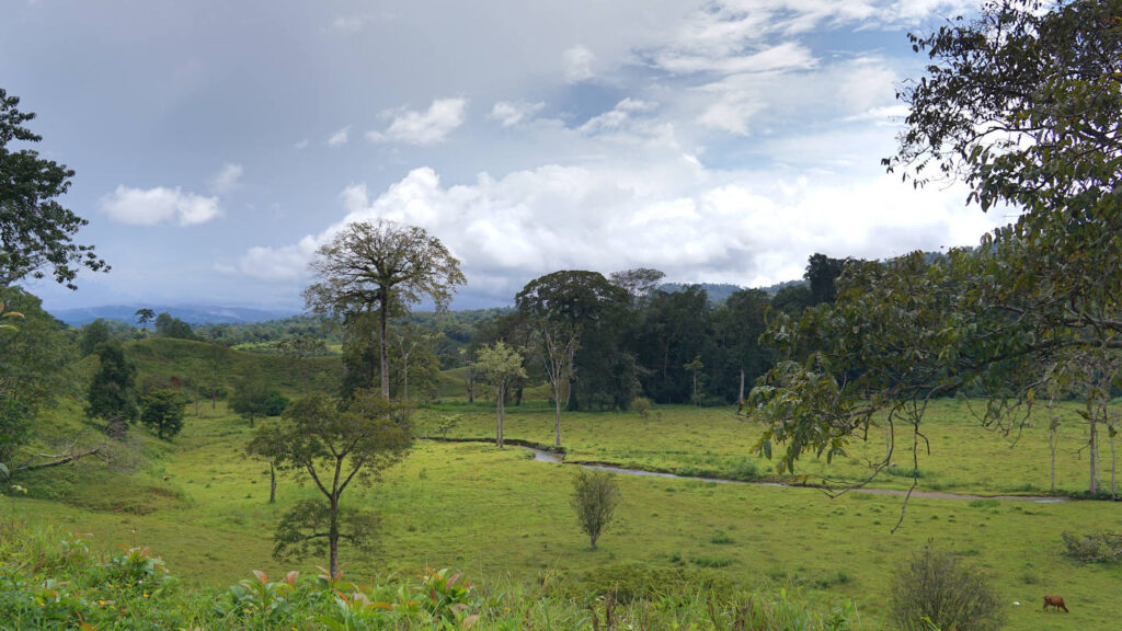 grasbedeckte Landschaft mit vereinzelten Bäumen, durch die sich ein Bach schlängelt - Anfahrt zur Drake Bay