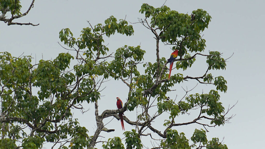 zwei Rote Aras in einem Baum