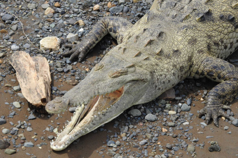 Krokodil mit offenem Maul und geschlossenen Augen