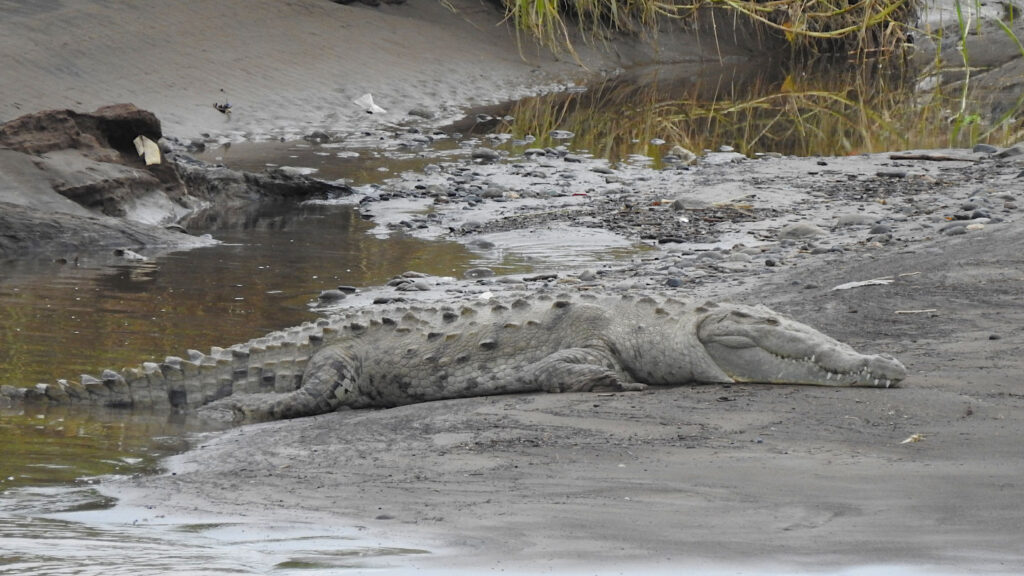 schlafendes amerikanisches Krokodil auf einer Sandbank in Costa Rica