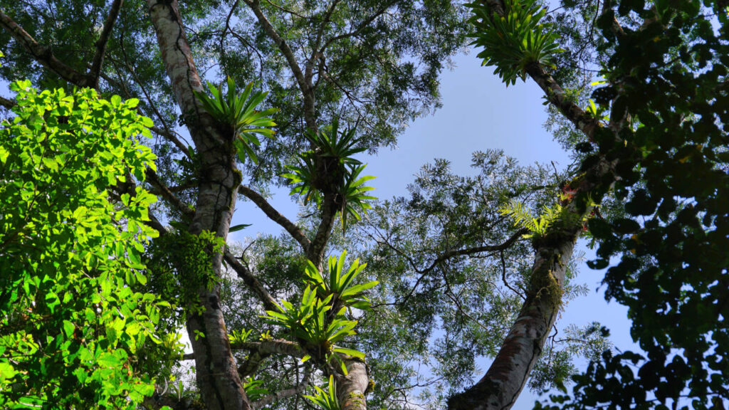 Baumkrone mit vielen Farnen und Epiphyten