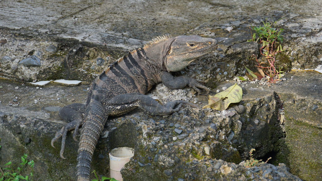 grauer Leguan liegt auf einer Steinstufe