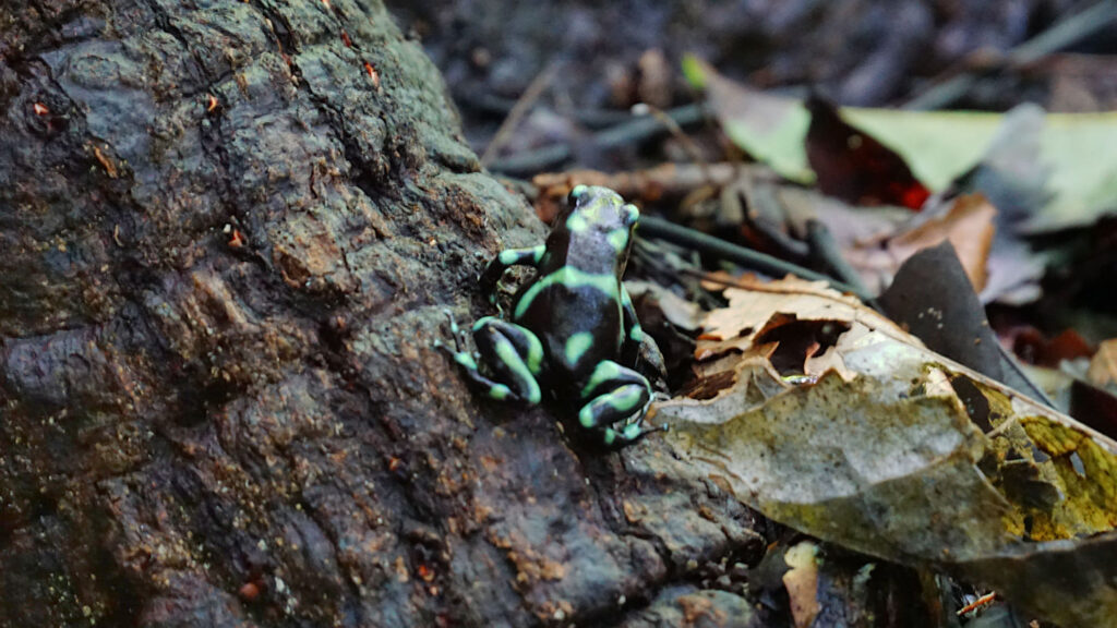 kleiner grün-schwarzer Frosch am Waldboden