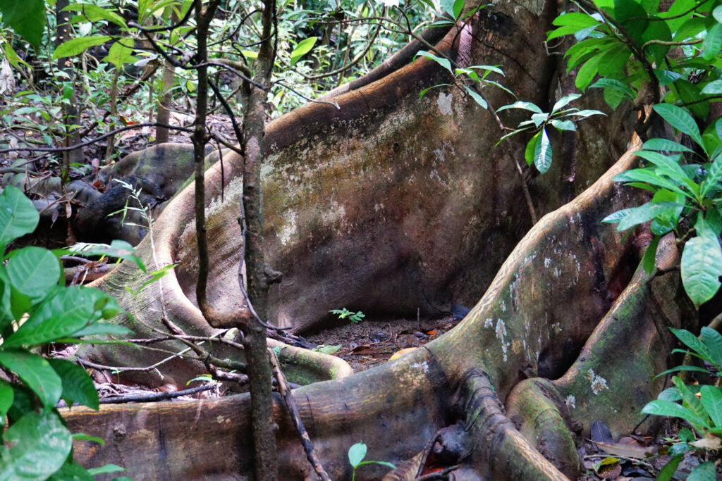 eine Brettwurzel schlängelt sich durch den Urwald