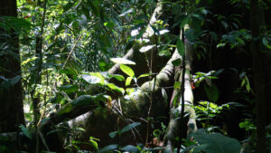 große Baumwurzel im einfallenden Licht des Dschungels