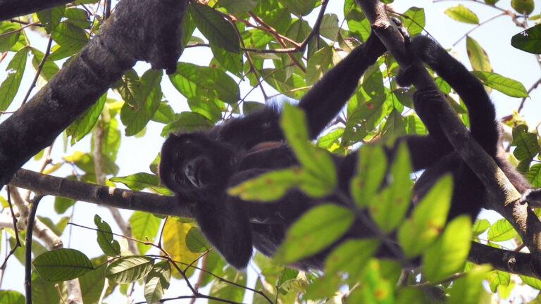 Brüllaffe liegt entspannt auf einem Ast, Corcovado Nationalpark