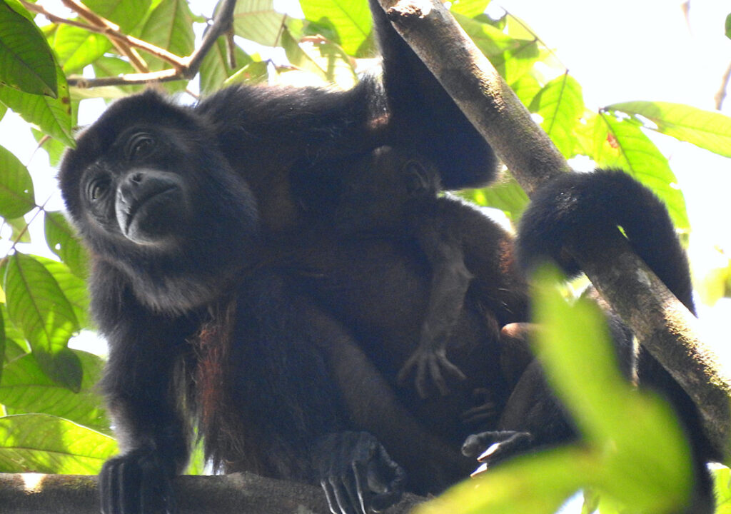 Brüllaffe mit Baby