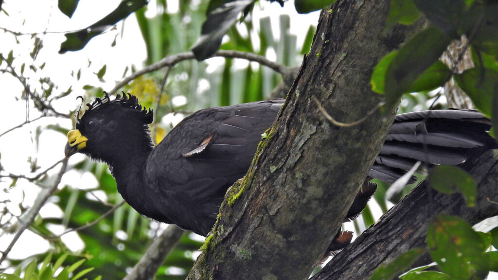 schwarzer großer Vogel mit Schopf und gelbem Schnabel - männlicher Kronenhokko