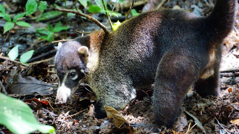 Nasenbär