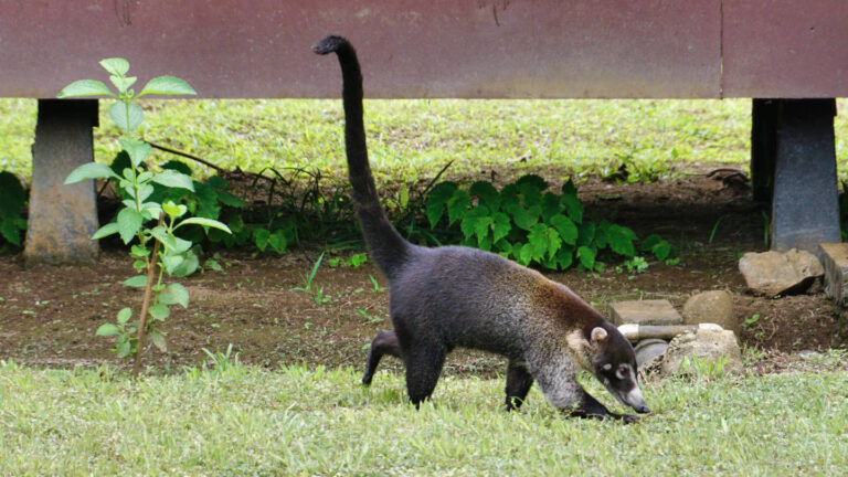 laufender Nasenbär