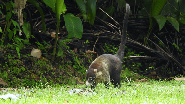 ein Nasenbär spaziert über eine Wiese