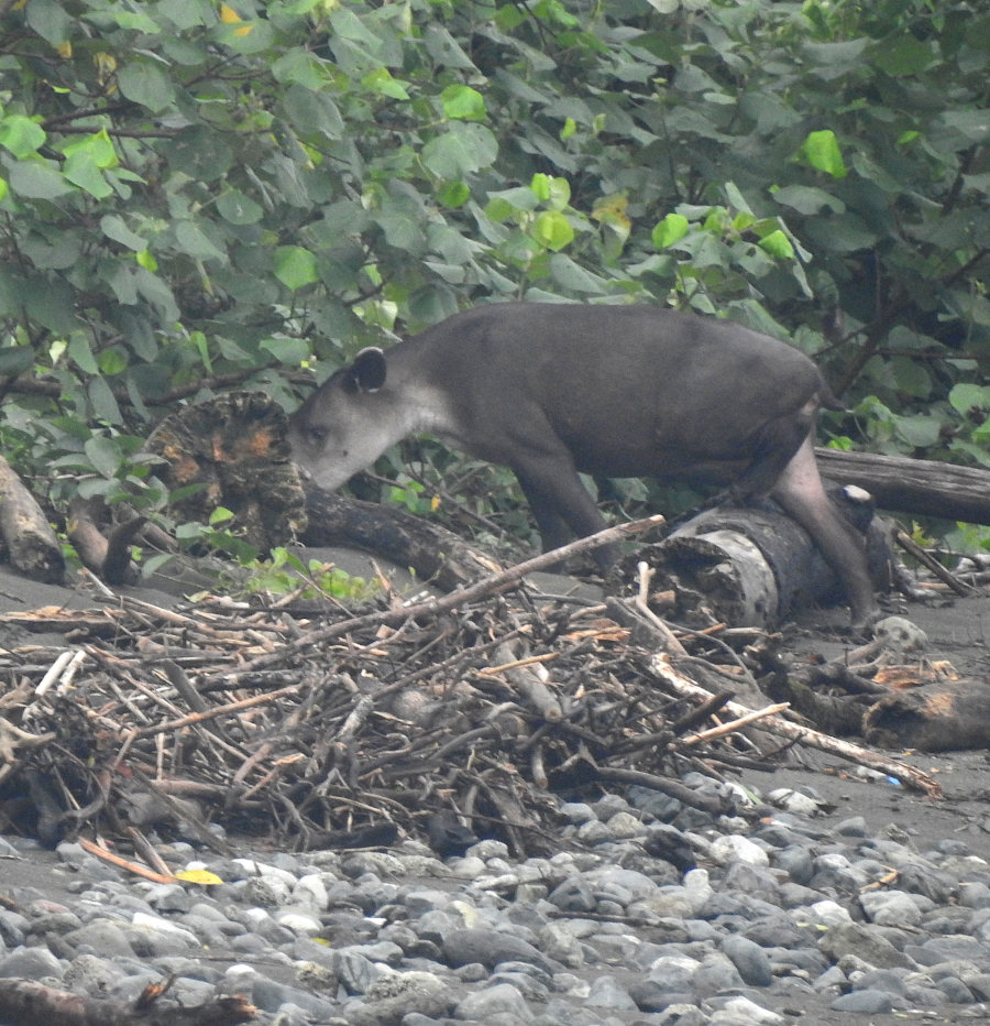 Mittelamerikanischer Tapir im Corcovado Nationalpark, der im Gebüsch verschwindet