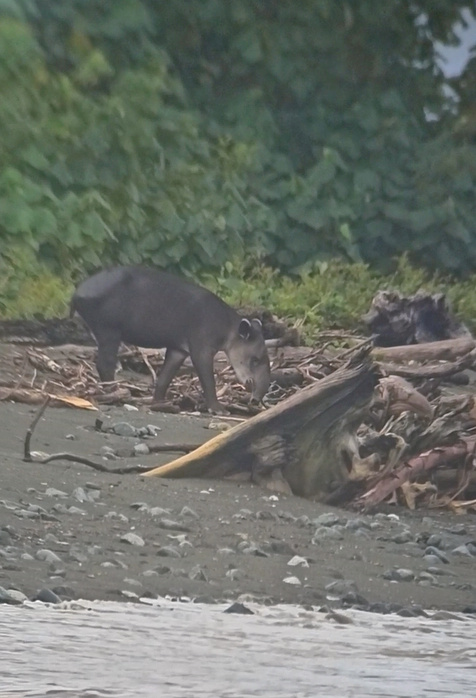 Mittelamerikanischer Tapir am Strand