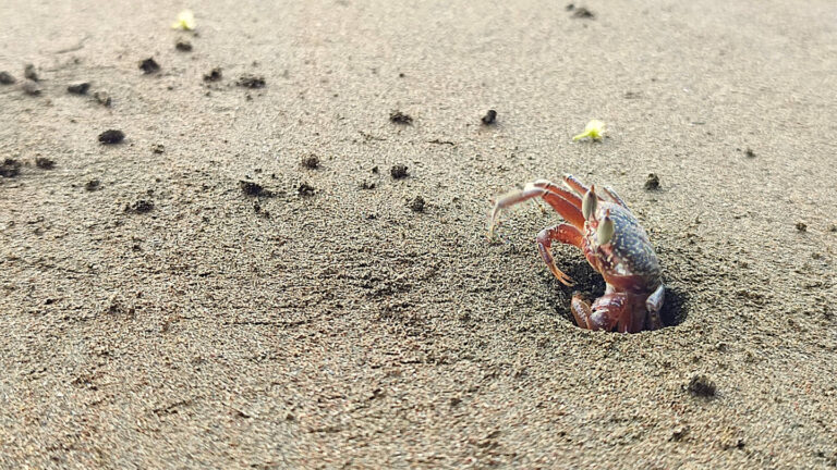 rote Krabbe, die halb in einem Loch im Sand verschwindet