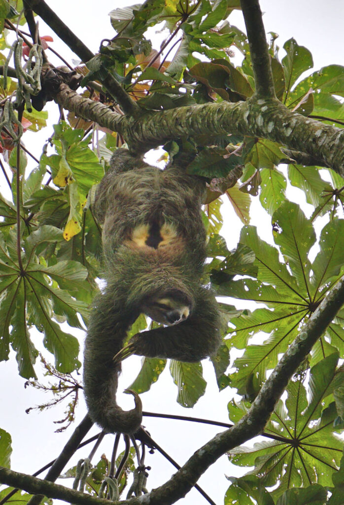 Dreifinger-Faultier hängt kopfüber im Baum und kratzt sich, Costa Rica