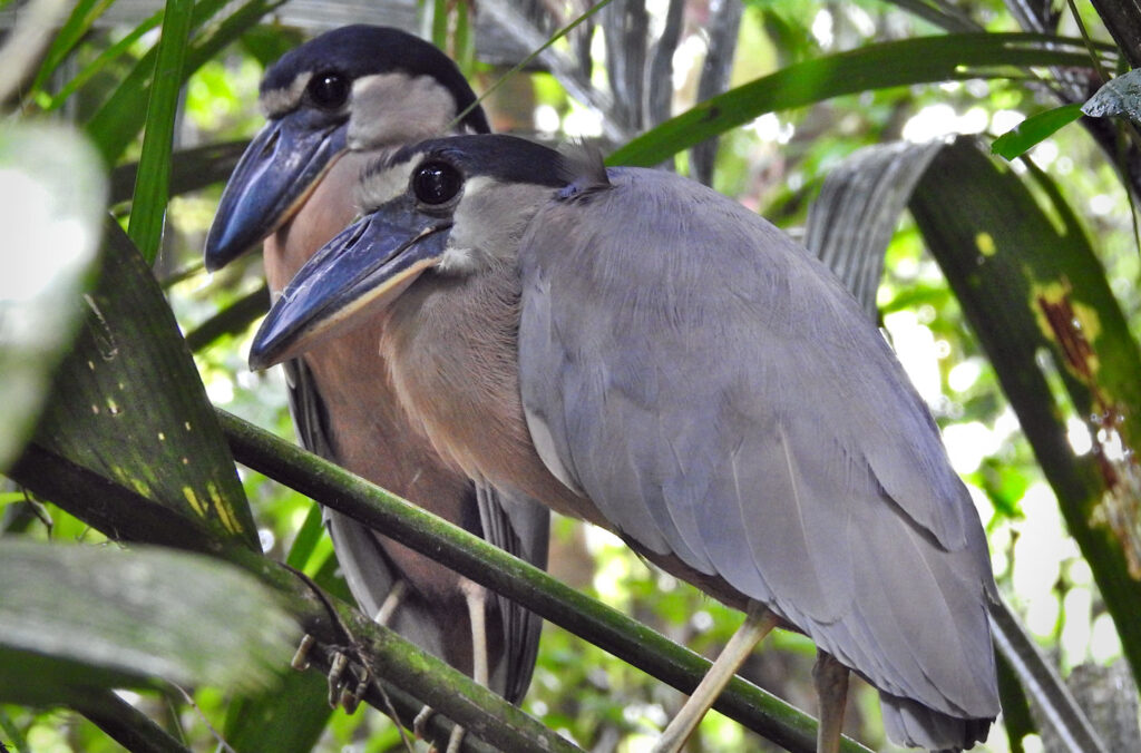 zwei Kahnschnäbel unter dem Blätterdach, Tortuguero Nationalpark