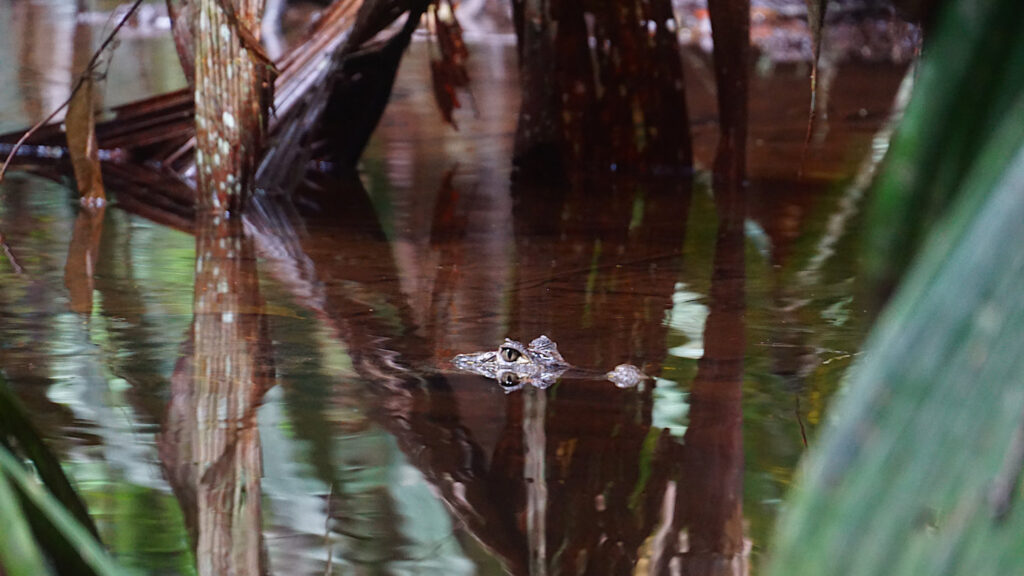 die Augen und Nase eines Kaimans ragen über die Wasseroberfläche heraus, Tortuguero Nationalpark