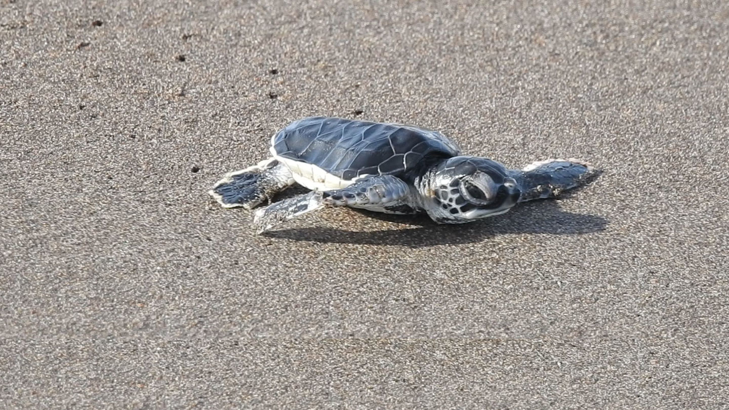 eine Schlüpfling der Grüne Meeresschildkröte (Chelonia mydas) am Sandstrand