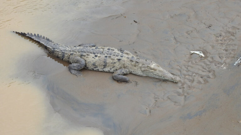 schlafendes Krokodil auf einer Sandbank