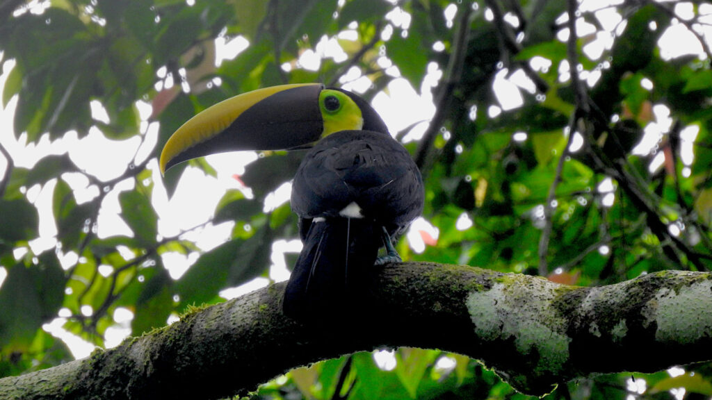 Goldkehl-Tukan (Ramphastos ambiguus) im Geäst des Urwaldes