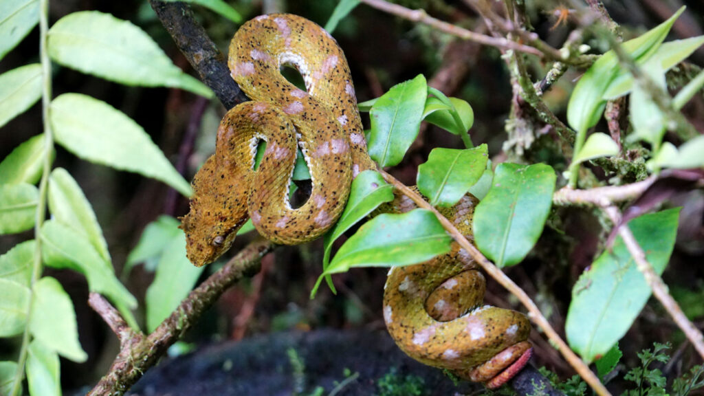 eine orange giftige Viper, die sich um einen Ast gewickelt hat