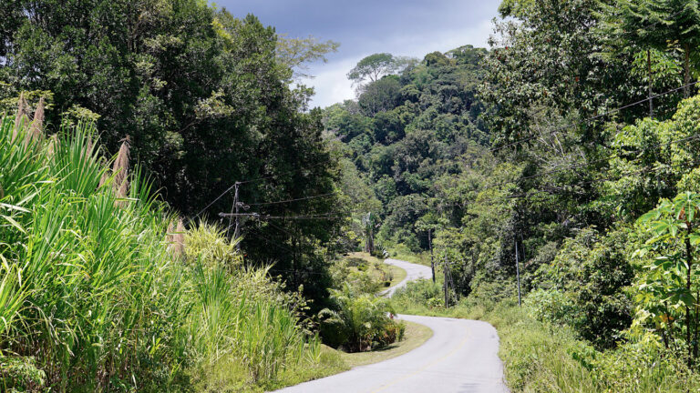 asphaltierte Straße, die sich durch einen tropischen Wald schlängelt