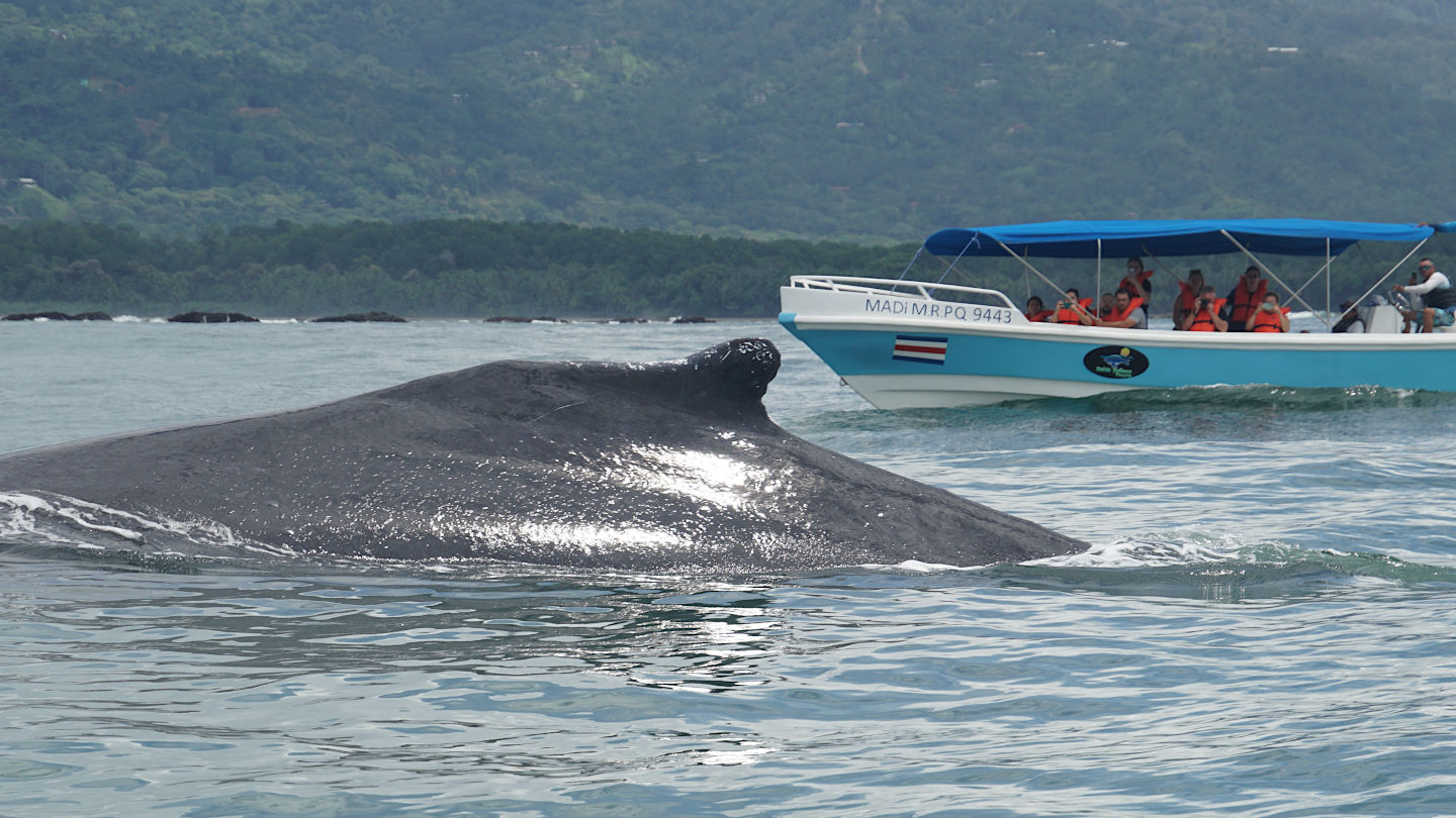 Rückenflosse eines Buckelwals neben einem Whale Watching Boot