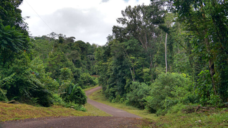 eine Schotterstraße schlängelt sich durch den Regenwald in Costa Rica