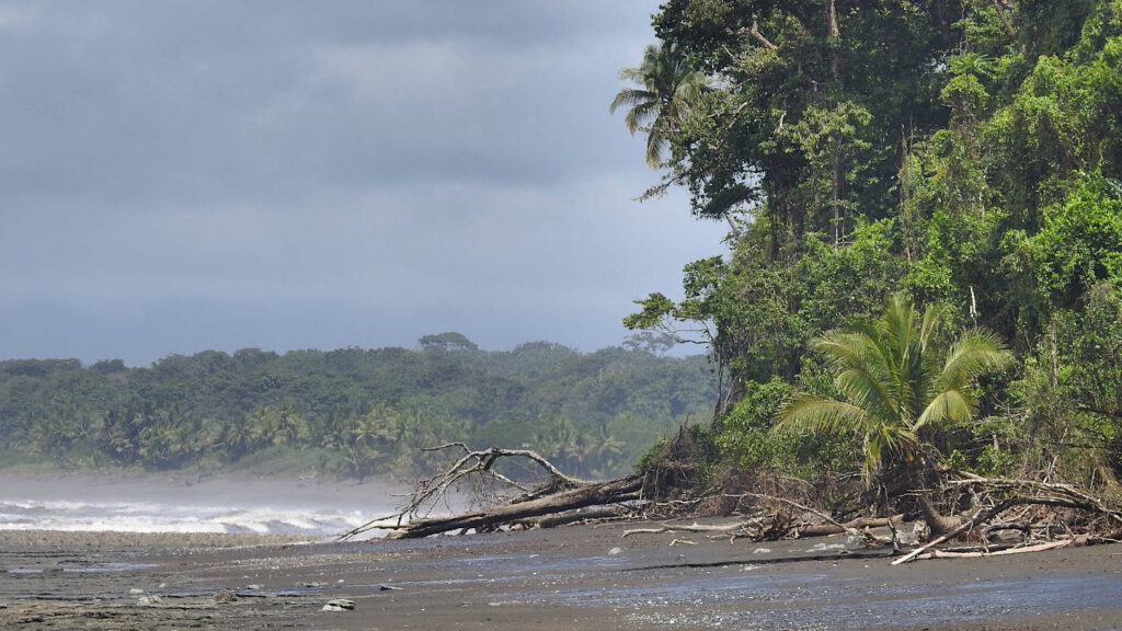 wilder, unberührter Strand im Nationalpark Corcovado in Costa Rica