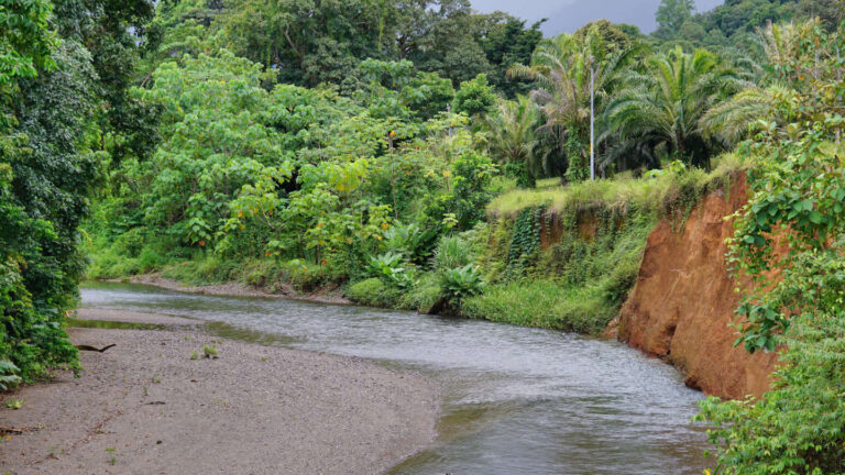 ein Fluss schlängelt sich durch den Regenwald