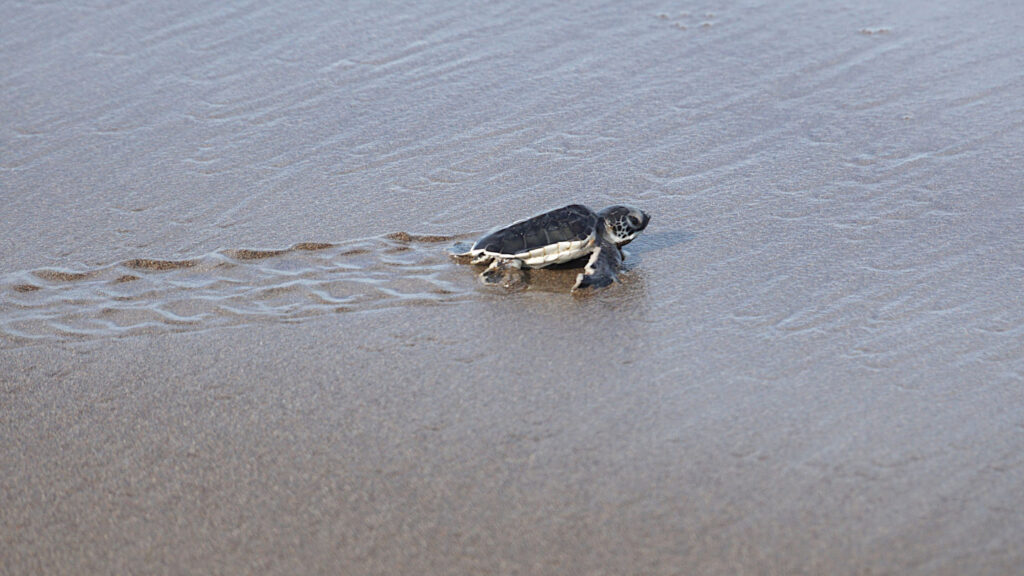 kleine Grüne Meeresschildkröte (Chelonia mydas) zieht ihre Spur im nassen Sand, Strand von Tortuguero