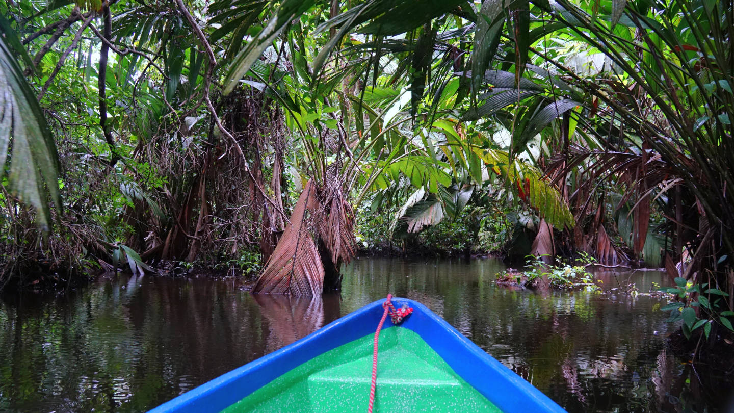 ein Kanu das durch einen dicht bewachsenen Fluss fährt, Tortuguero Nationalpark