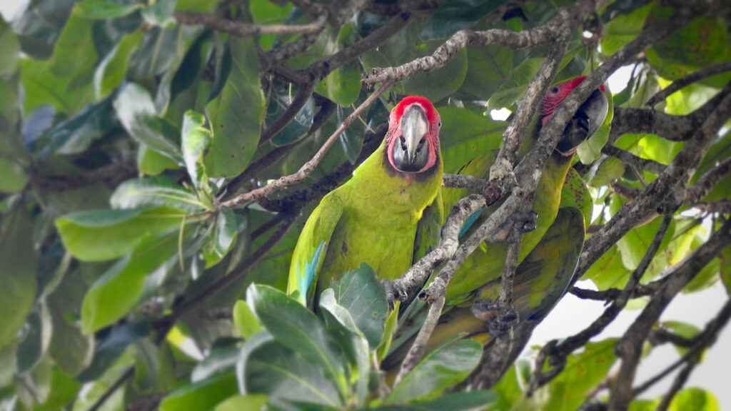 zwei Grüne Aras in einem Mandelbaum in Tortuguero